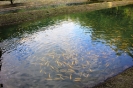 Водоем с форелью
