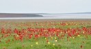 Тюльпаны на озере Маныч, Элиста